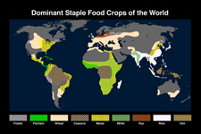 Dominant Staple Food Crops of the World